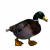 ente.png