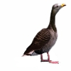 gans.png