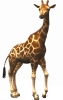 giraffe01.png