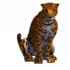 leopard.png