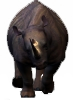 nashorn.png